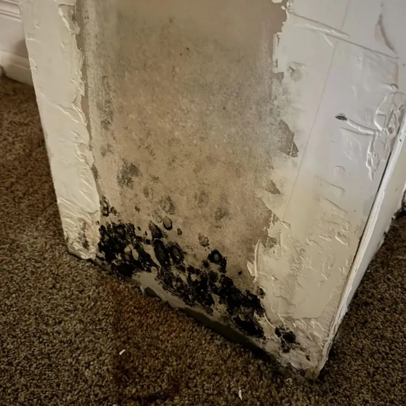 Professional Mold Removal in Arial, SC